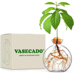 Vasecado Avocado Seed Vase, auginti avokado augalą, burnos dūrio skaidraus stiklo vaza avokadams, auginimo vaza avokado kauliukui, dovanos augalų mylėtojams