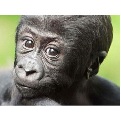 Wee Blue Coo Young Gorilla Ape Primate Monkey Jungle Baby Art Print Plakatas Sienų dekoras Art Print Plakatas Sienų dekoras 12 x 16 colių