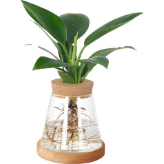 Pflanzung Glasvase mit Deckel und Holzständer-Innjoii Bud Flower Vasen Propagation Hydroponic Jars Telight Hurricane Floating Candle Holder für Mittelstücke Hochzeit Pflanzen Büro Home Garden, 1#