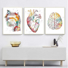 Anatomijos plakatų rinkinys 3, širdies smegenų žmogaus anatomijos plakatas ligoninės klinikos sienų meno plakatas medicinos sienų paveikslai be rėmelio (D, 50 x 70 cm x 3)