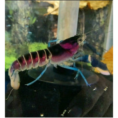 Krevetės Happiness - Cherax Pulcher - 1 gabalas (7-10 cm)