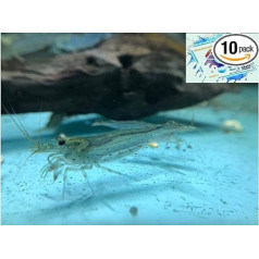 Geriausi pigesni gyvūnai Amano krevetės Caridina multidentata 2-4 cm 10x