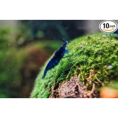 Aquacosmos Blue Dream Neocaridina Davidi Mėlynosios nykštukinės krevetės Krevetės Pakuotė po 10 vnt.