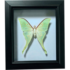 Guoyoocc Real Prepared Butterfly, Specimens Taxidermy, for Teaching, Home Decoration, Weddings, Pendants and Ornaments with Dual Use