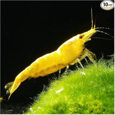 AQ4Aquaristik 10 x Geltonos auksinės nykštukinės krevetės Neocaridina Davidi, geltonos neoninės krevetės pradedantiesiems, lengvai prižiūrimos ir auginamos